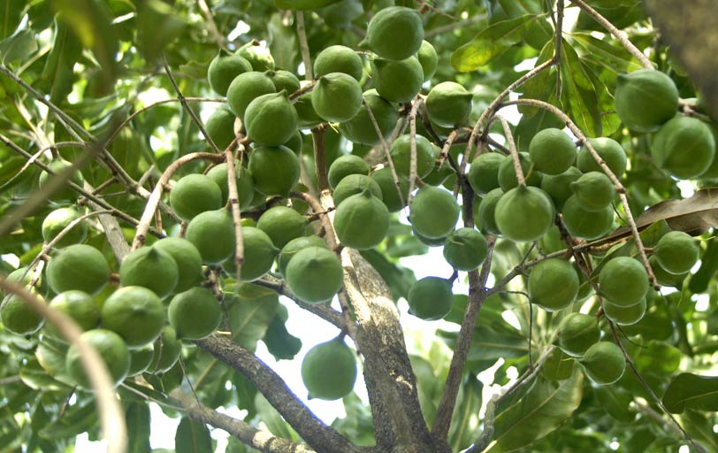 Kỹ thuật nhân giống mắc ca bằng phương pháp ghép